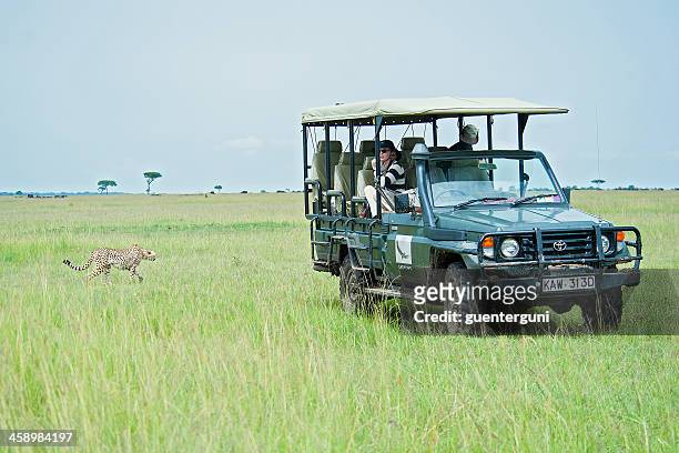 tourists watching a cheetah in masai mara, kenya - africa safari watching stock pictures, royalty-free photos & images