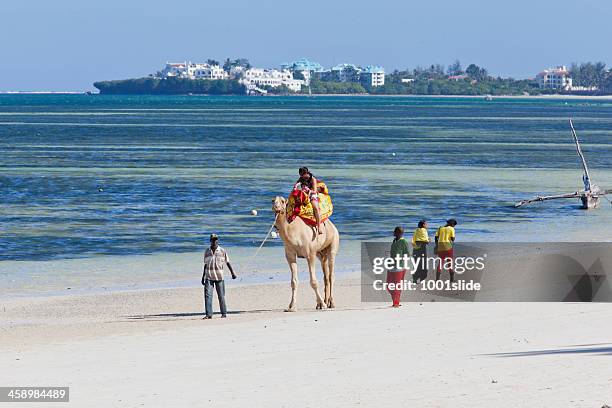 rental camels at beach: riding - mombasa stock pictures, royalty-free photos & images