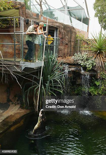 Miss Universe Australia Tegan Martin feeds Rex, a 700kg saltwater crocodile as Zoo Keeper Dean Tsavaris looks on at Wild Life Sydney Zoo on November...