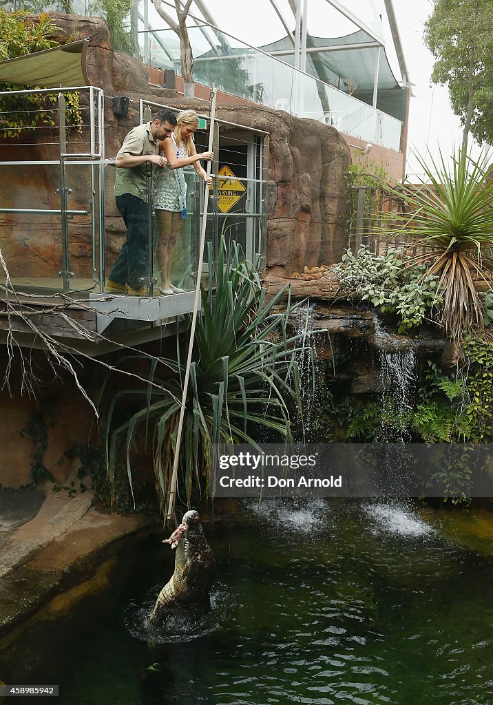 Miss Universe Australia Feeds Sydney Zoo's Saltwater Crocodile