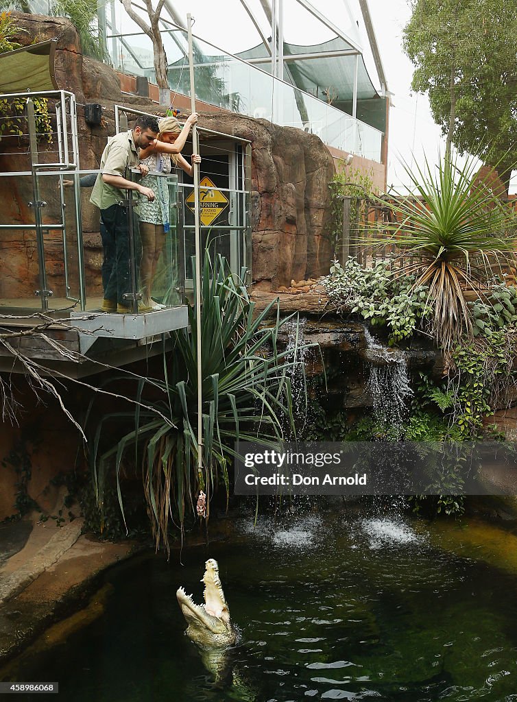 Miss Universe Australia Feeds Sydney Zoo's Saltwater Crocodile