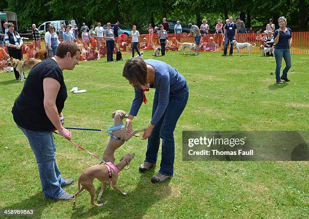 dog show - dog show stock pictures, royalty-free photos & images