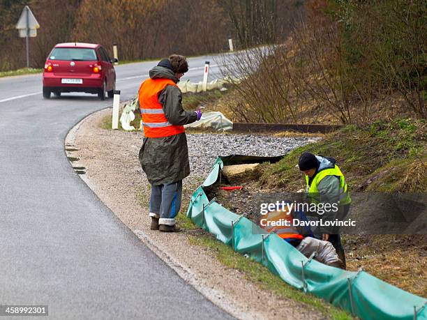 frogs across the road - amphibian stockfoto's en -beelden