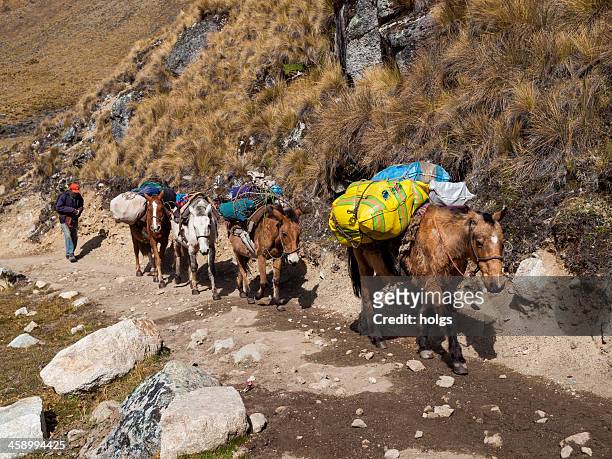 pack horses on the salcantay trail, peru - vilcabamba peru stockfoto's en -beelden