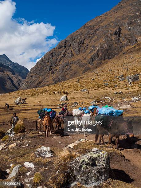 pack horses on the salcantay trail, peru - vilcabamba peru 個照片及圖片檔