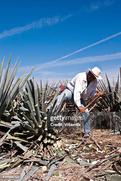 jimador - jalisco state stock pictures, royalty-free photos & images