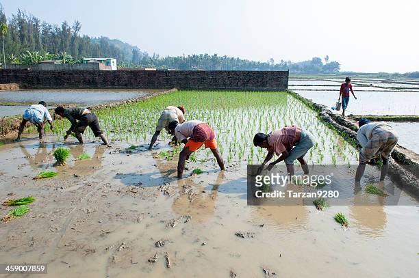 mann arbeitet im paddy field - agriculture in bangladesh stock-fotos und bilder
