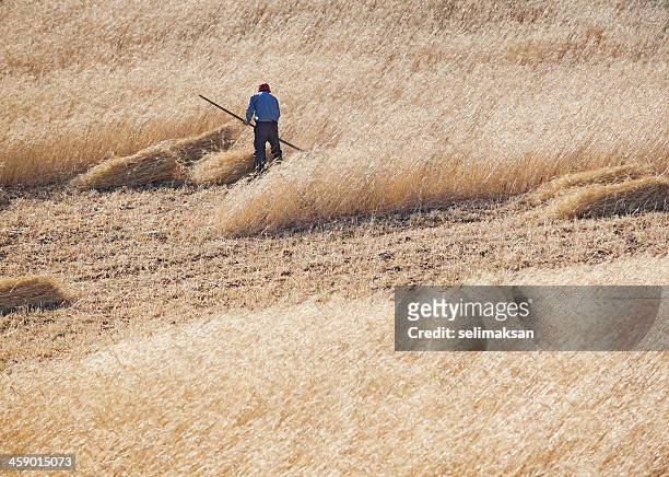 anatolian farmer using scythe for harvesting - scythe stock pictures, royalty-free photos & images