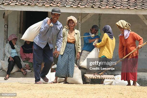 happy asian people harvesting community - indonesian farmer 個照片及圖片檔