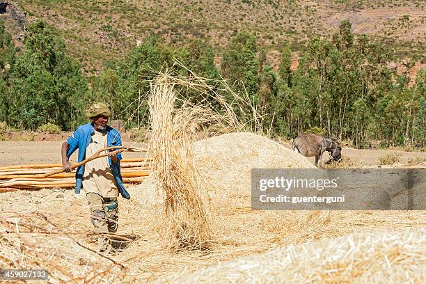 ethiopian farmer is winnowing chaff from grain - ethiopië stockfoto's en -beelden