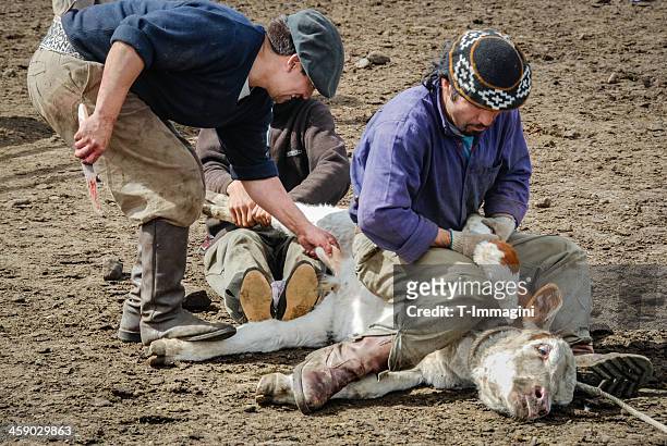 calf castration - human castration photo stock pictures, royalty-free photos & images