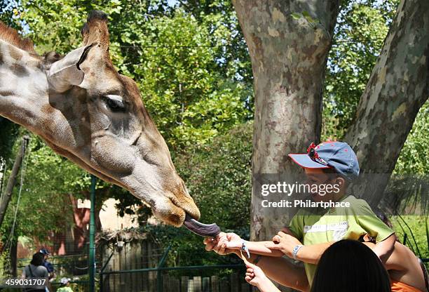 menino alimentação de girafas - zoo - fotografias e filmes do acervo