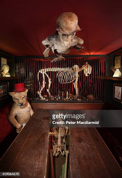 The Viktor Wynd Museum of Curiosities, Fine Art & Natural History exhibits a tiger skeleton in a cage, a Fijian merman on the ceiling and a stuffed...