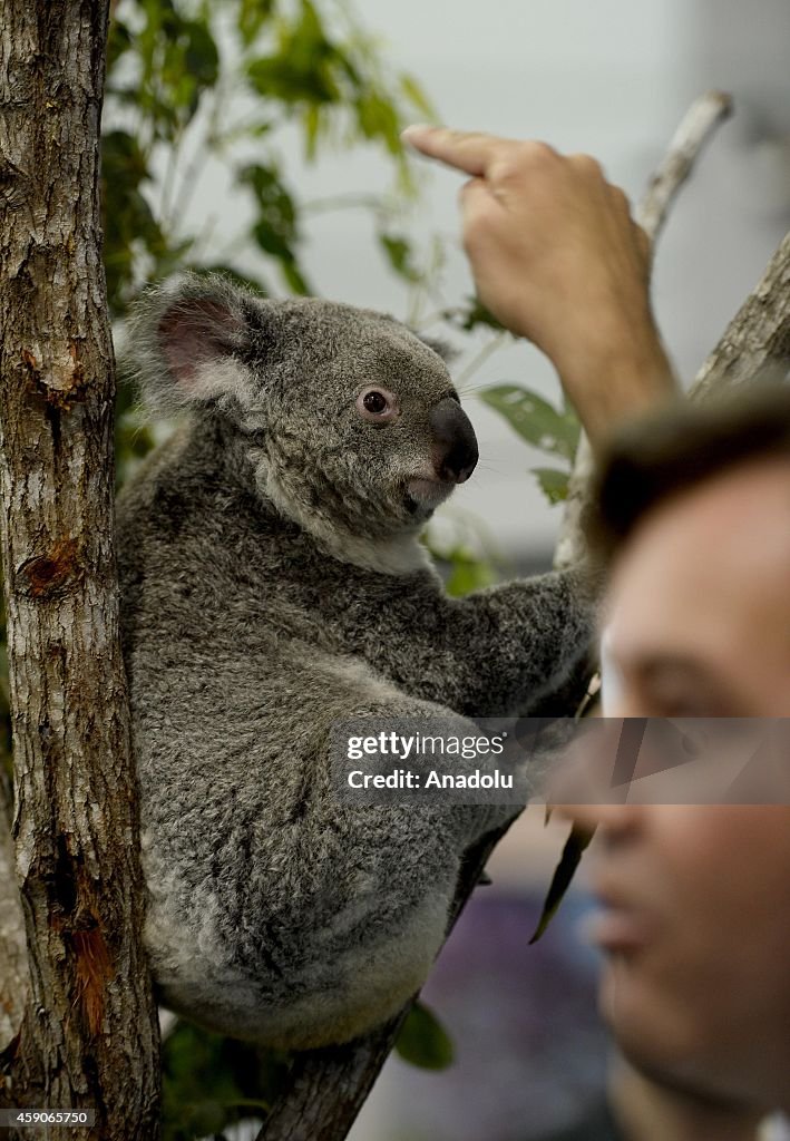 Jimbelung the koala at G20 Summit