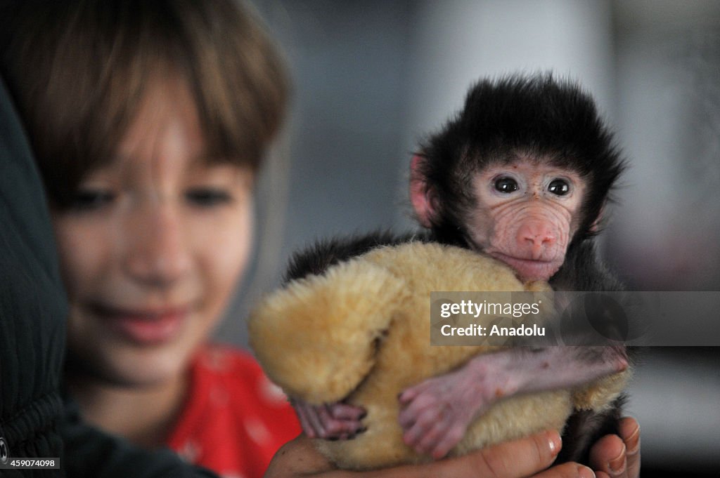 Baby Baboon Refused by its Mother