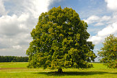 single big linden tree