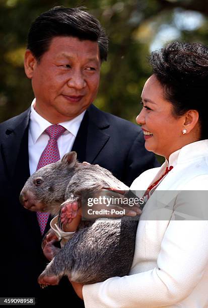 China's President Xi Jinping stands next to his wife Peng Liyuan as she holds a wombat in the grounds of Government House on November 17, 2014 in...