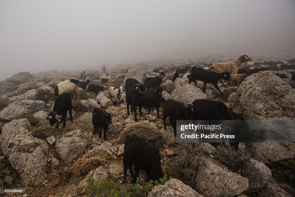 Yoruk shepherds Ozcan and Ozay Ogan follow their goats in...