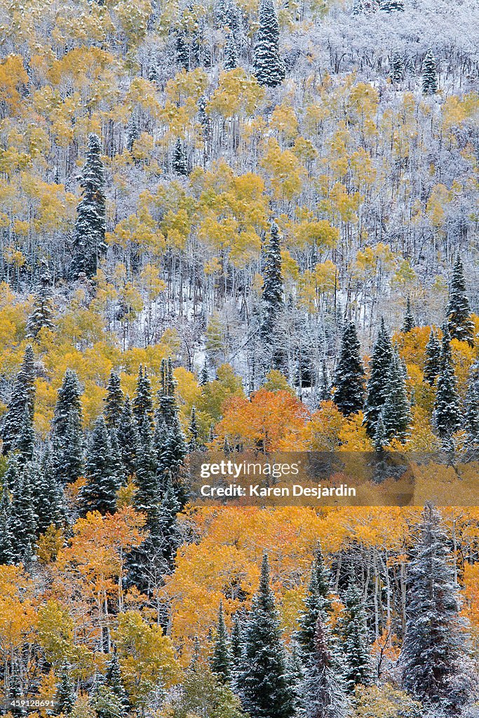 Fall colored aspen trees and pine trees in snow
