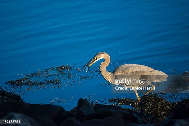 great blue heron - atlantic intracoastal waterway stock pictures, royalty-free photos & images