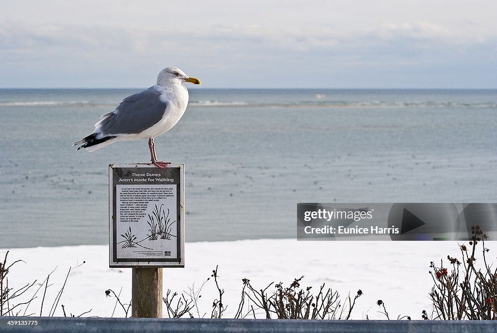 Beach warning sign with seagull