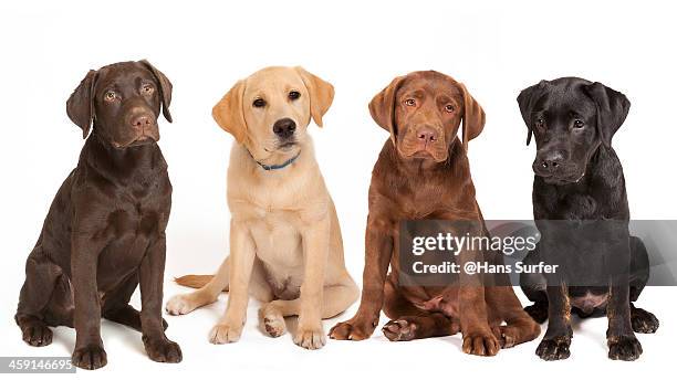 4 different colored labrador puppys! - labrador retriever foto e immagini stock