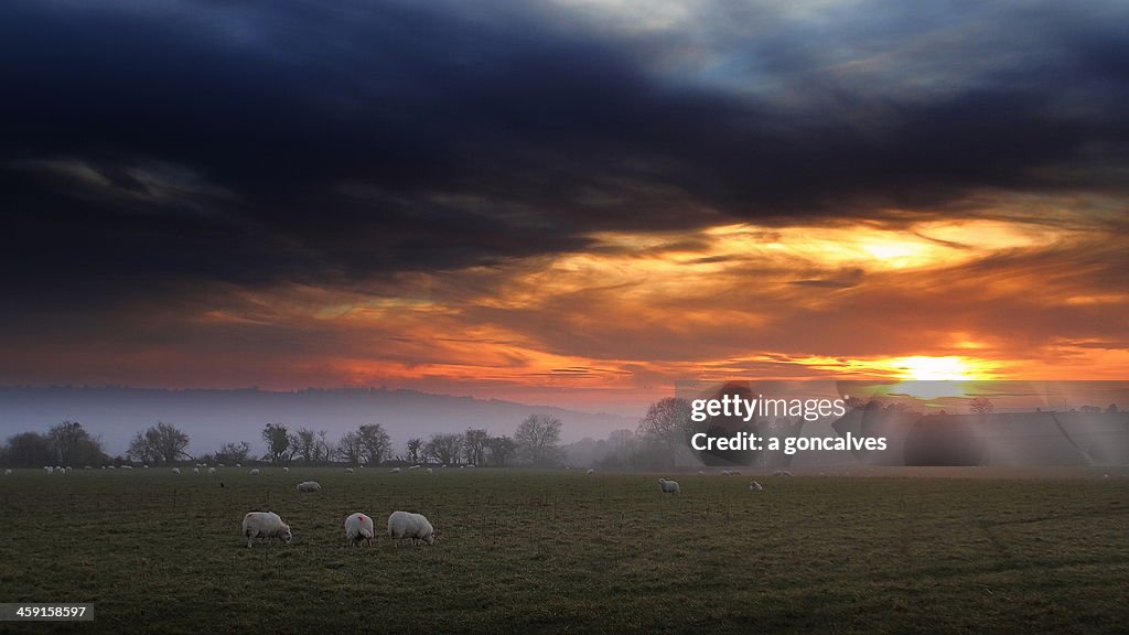 Sheep graze