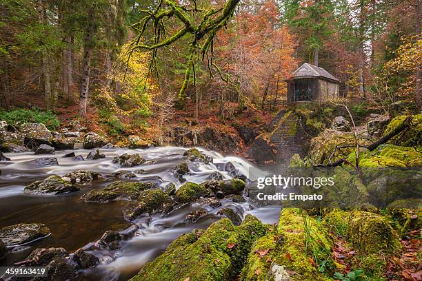 dunkeld hermitage, perthshire, scotland. - perthshire stock pictures, royalty-free photos & images