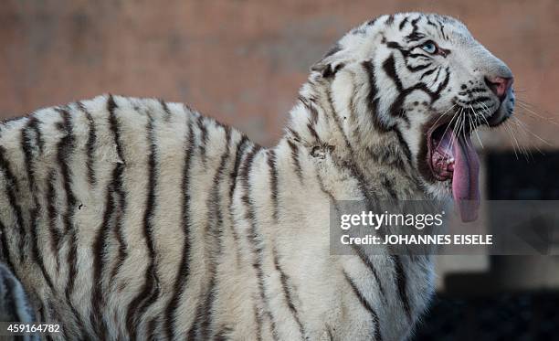 Bengal Tiger yawns in its enclosure in the Shanghai Zoo on November 18, 2014. AFP PHOTO / JOHANNES EISELE