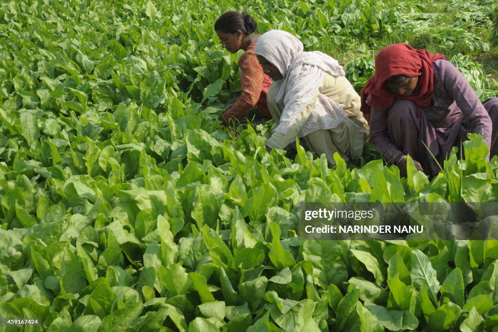 INDIA-ECONOMY-AGRICULTURE