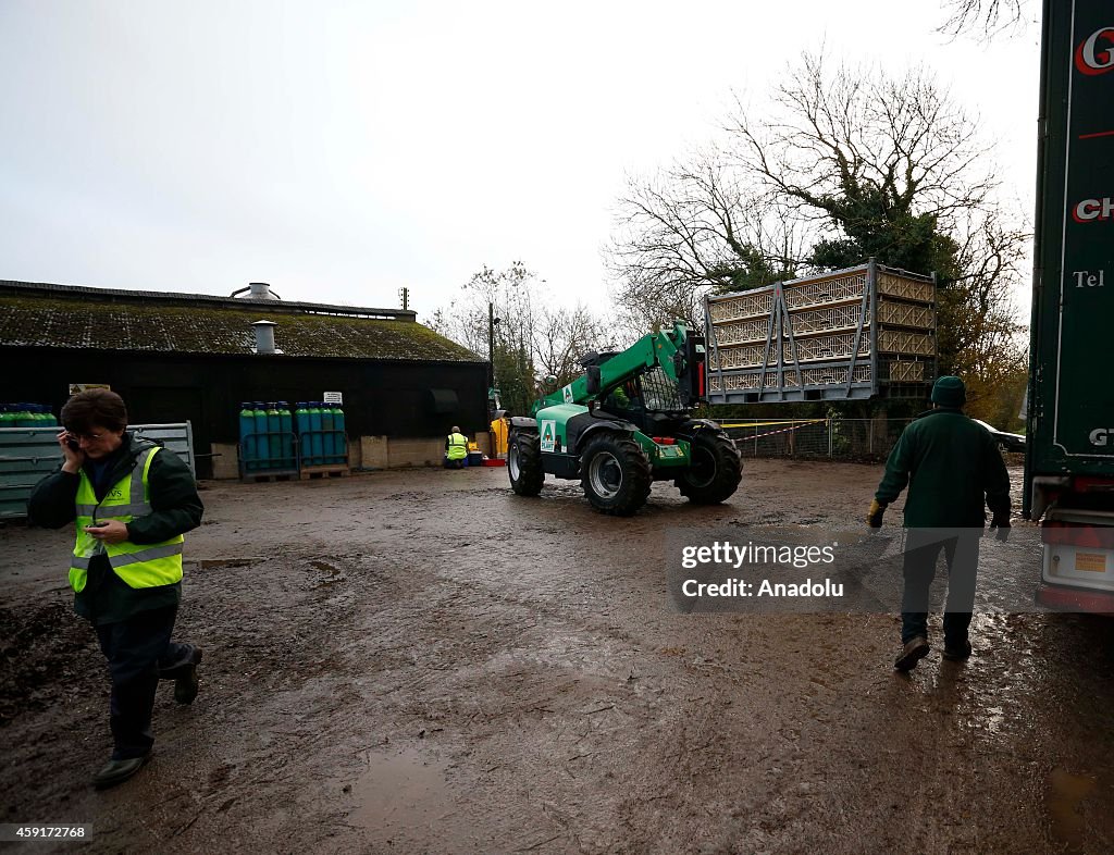 Bird flu outbreak in the UK