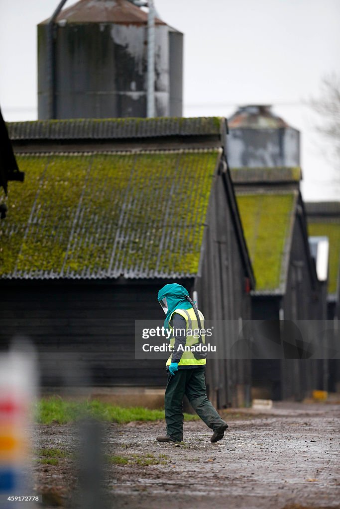 Bird flu outbreak in the UK