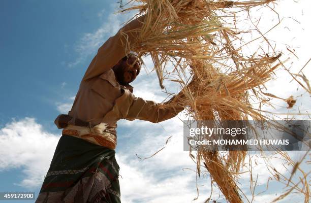 Yemeni farmer gathers threshed wheat stalks during the harvest season at a village on the outskirts in the capital Sanaa on November 18, 2014. Jamal...