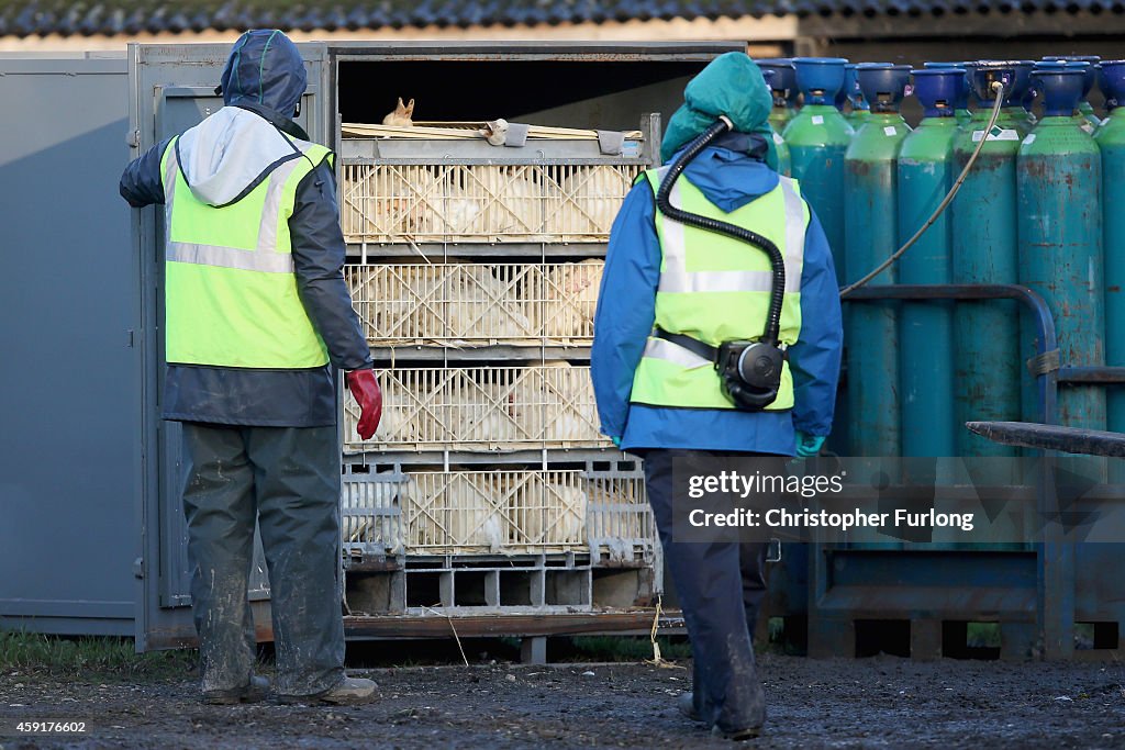 Culling Expected To Begin On Yorkshire Duck Farm With Bird Flu Outbreak