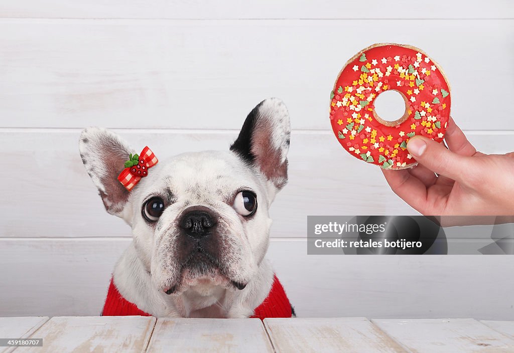 Dog waiting for a Christmas donuts
