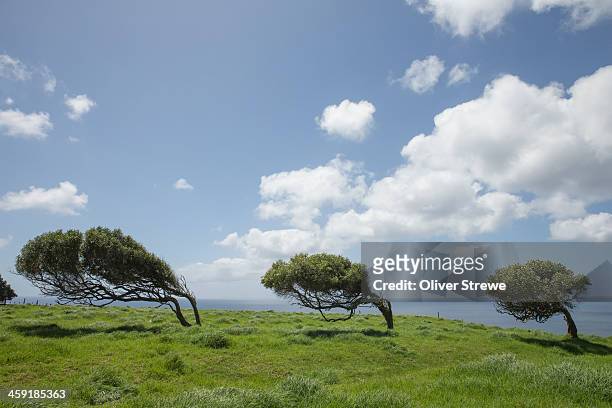 windswept trees - wind trees stock pictures, royalty-free photos & images