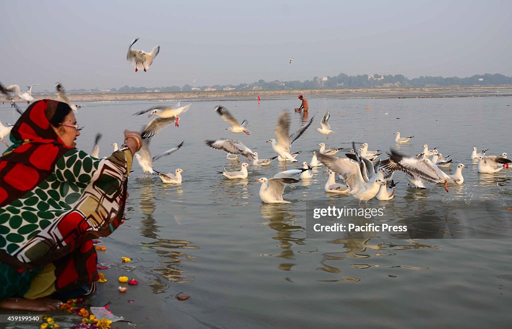 Devotee feeds Sibearian seagulls during sunset at the Sangam...