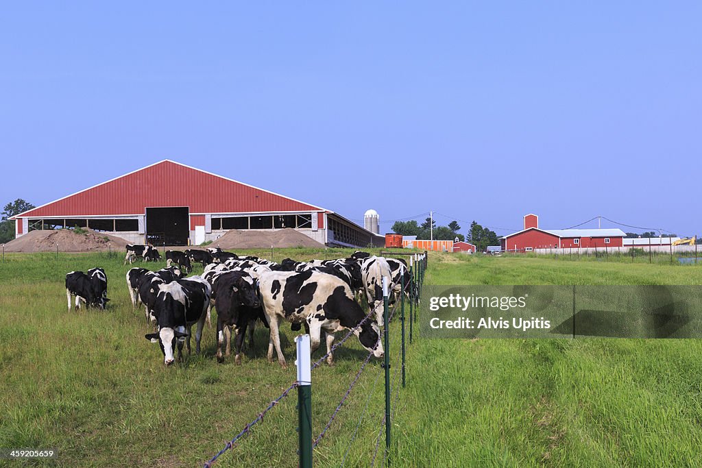 Holsteins graze on dairy farm in Wisconsin