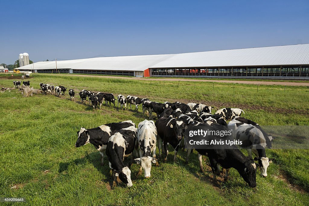 Holsteins graze on dairy farm in Wisconsin