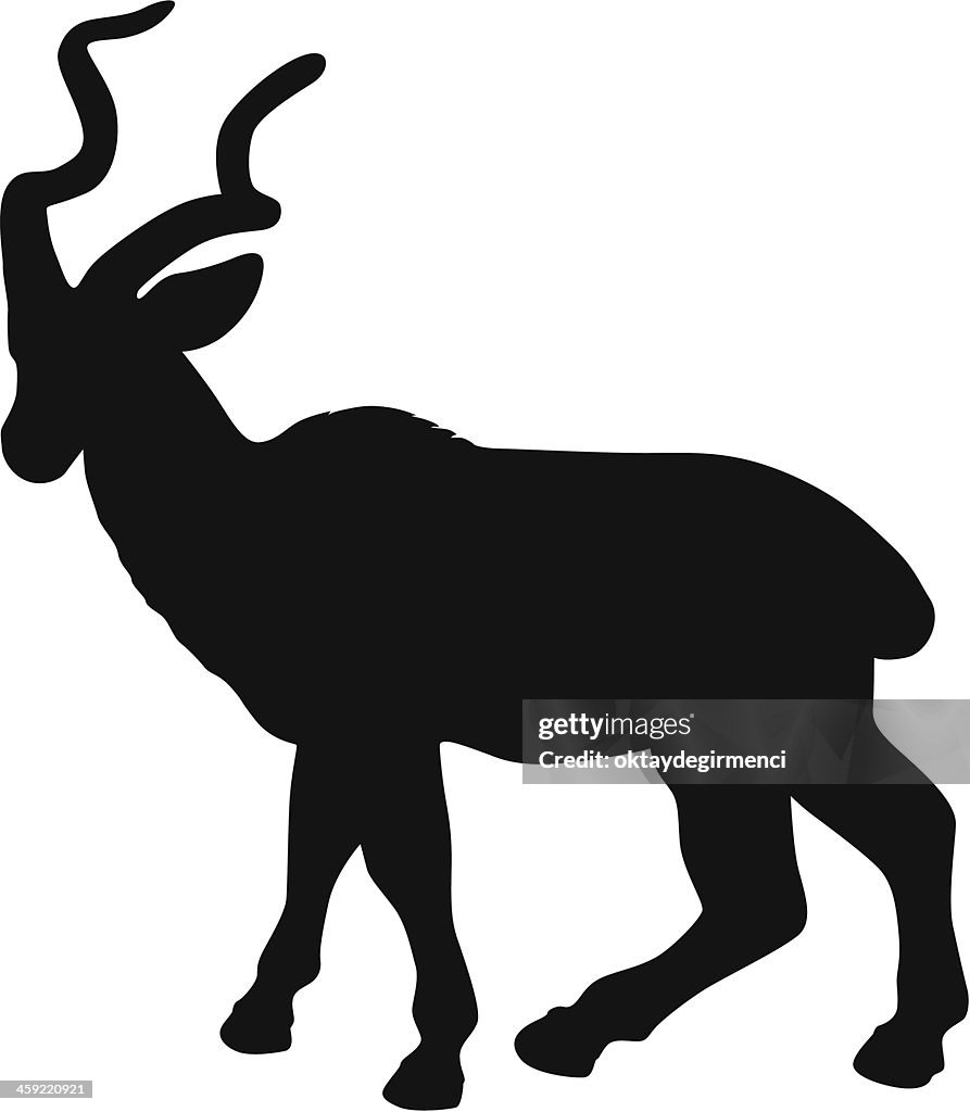 Black Buck