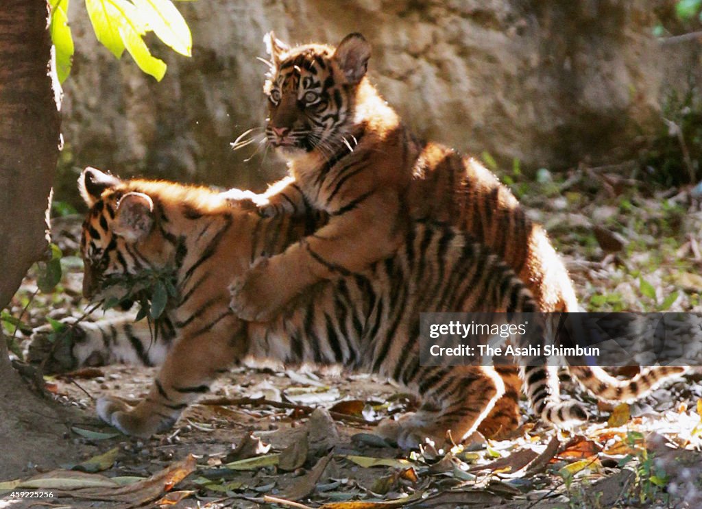 Sumatran Tiger Cubs Open To The Media In Yokohama