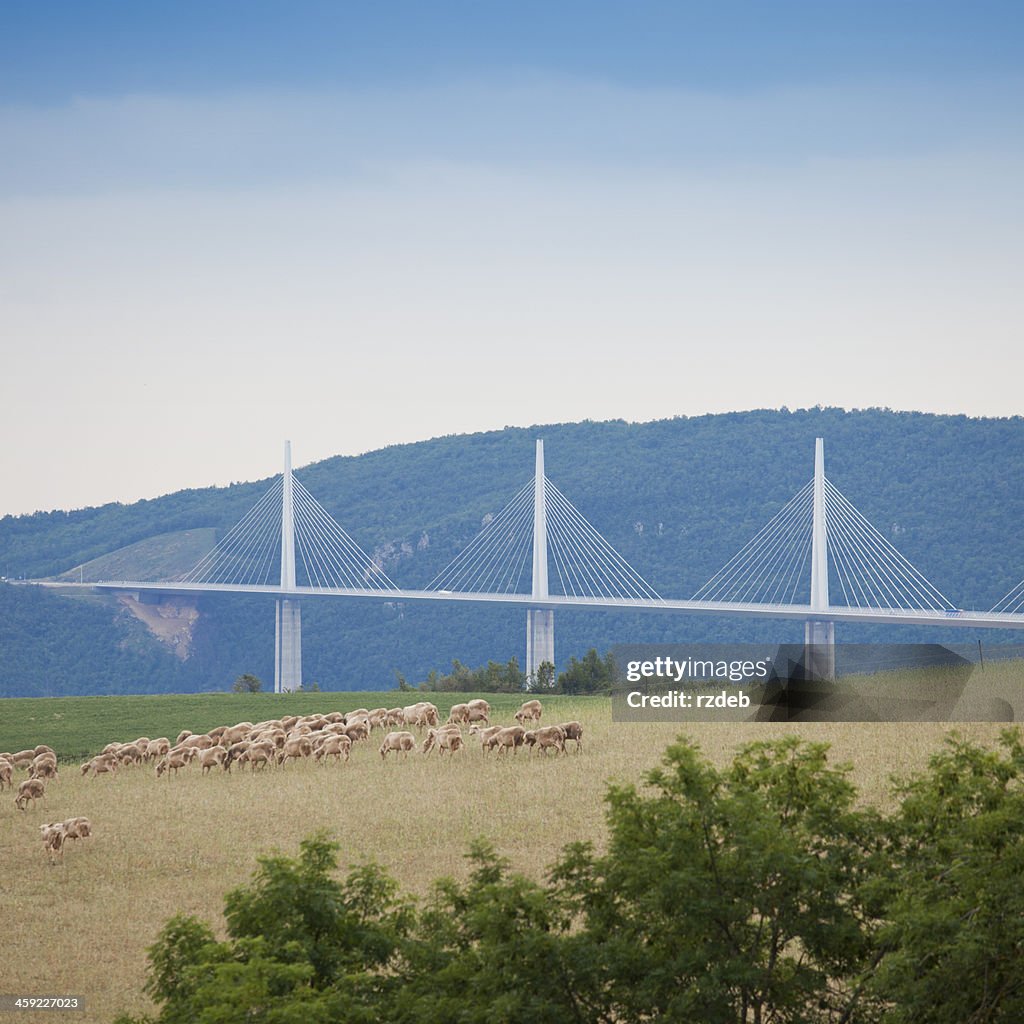 Viaduc de Millau et sheeps-France