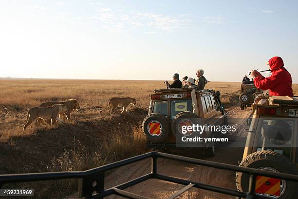 african safari - serengeti national park lions stock-fotos und bilder