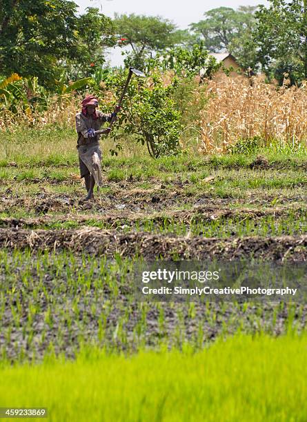 13 Ahero Stock Photos, High-Res Pictures, and Images - Getty Images