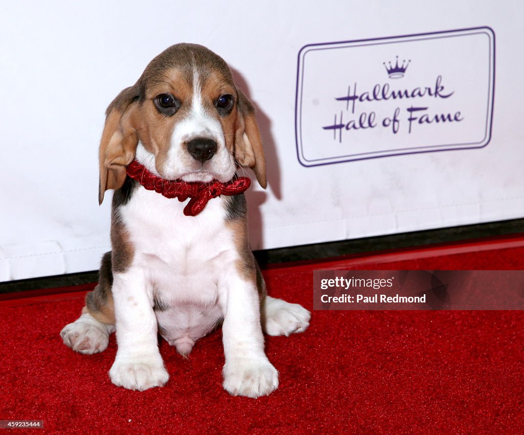Hallmark Hall of Fame's "One Christmas Eve" Premiere Event - Arrivals