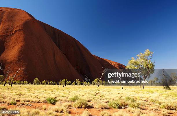 trees of uluru - uluru stock pictures, royalty-free photos & images