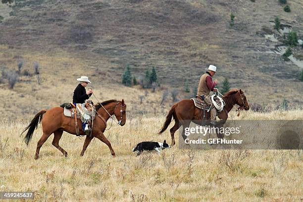 round up time - lethbridge alberta stock pictures, royalty-free photos & images