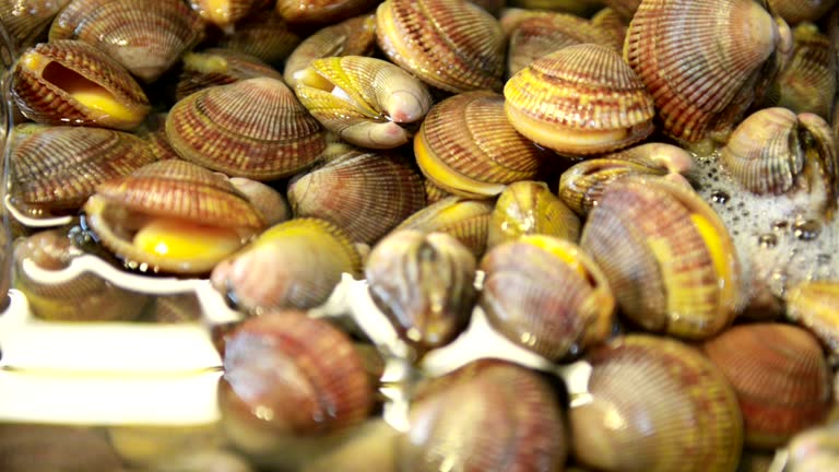 801 Clam Shell Stock Videos, Footage, & 4K Video Clips - Getty Images