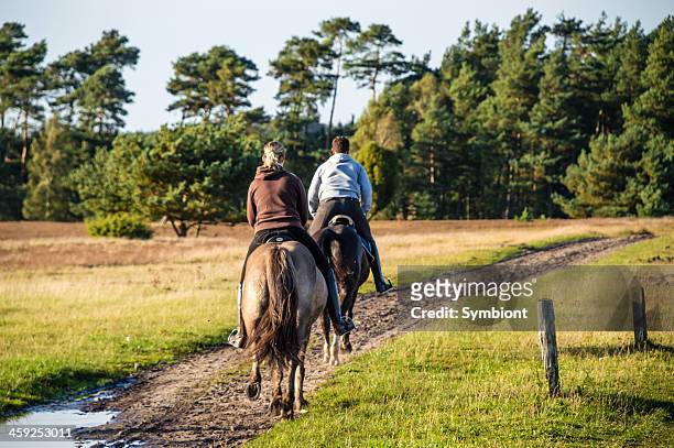 two horsemen galloping on horses - luneburger heath stock pictures, royalty-free photos & images
