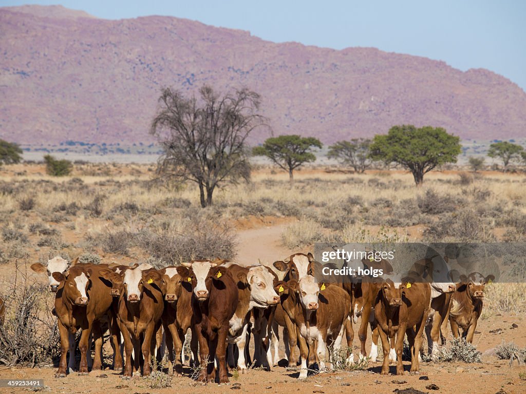 Cattle Ranch Namibia High-Res Stock Photo - Getty Images